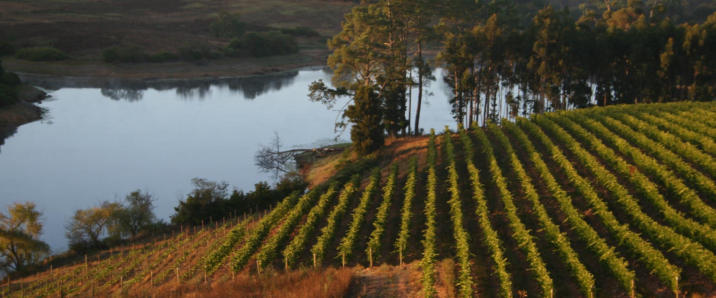 Picture of lines of vines with a lake in the background