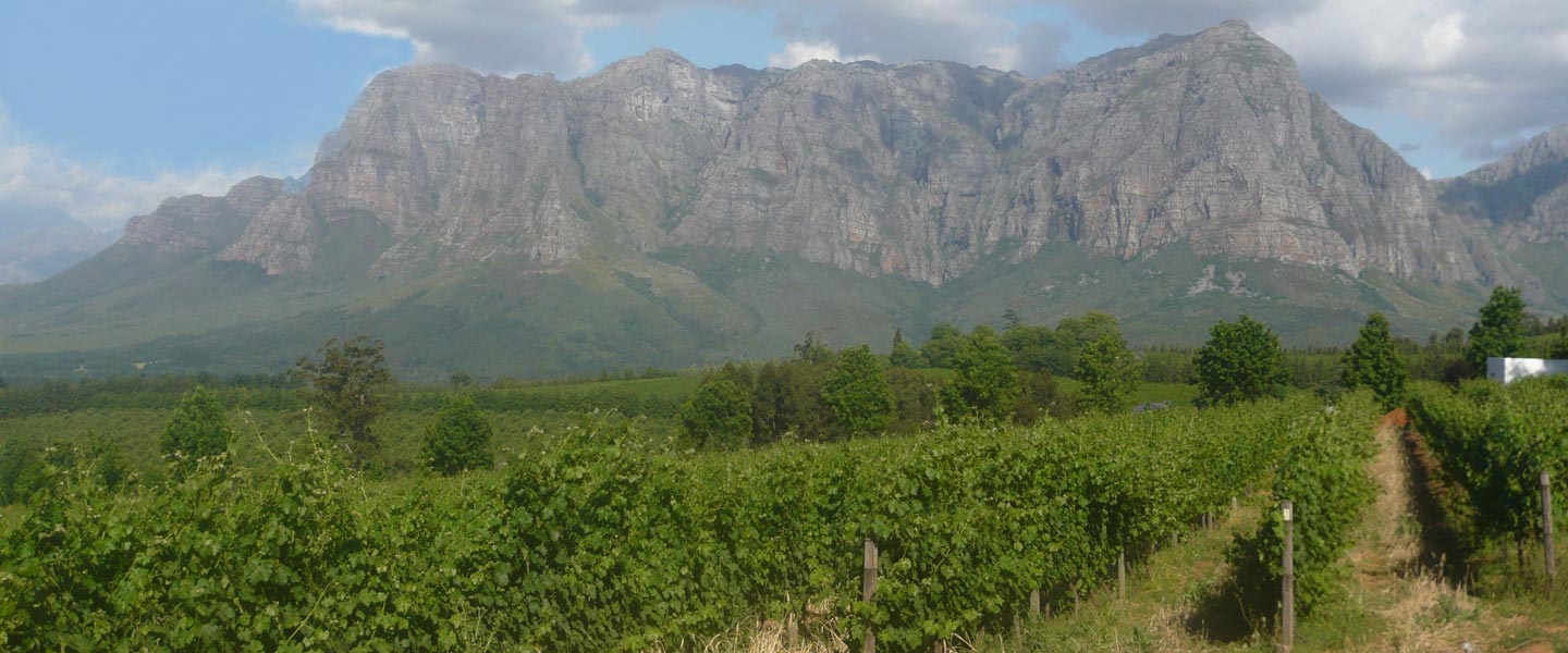 Picture of Table Mountain with vineyards in the foreground