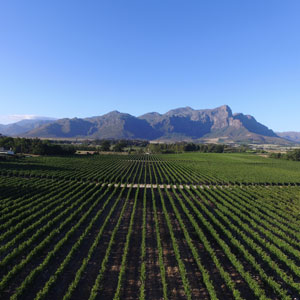 The Lynx Winery Estate distributed by Newton WInes, Crediton